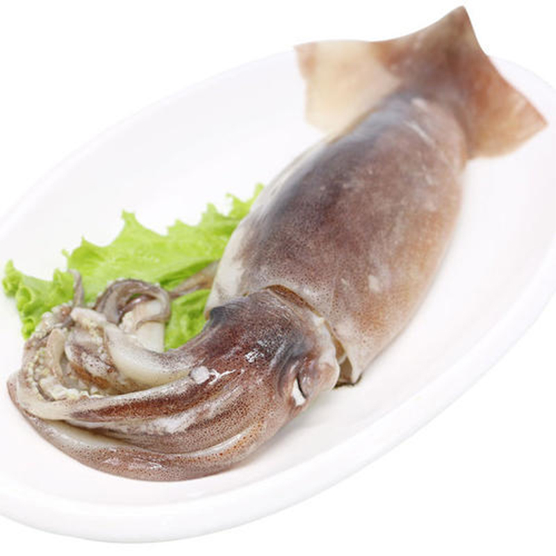 阿根廷魷魚(yú)